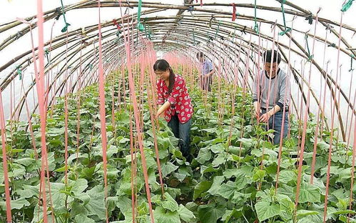 無(wú)公害農(nóng)產(chǎn)品認(rèn)證制度改革過(guò)渡期有關(guān)問(wèn)題說(shuō)明