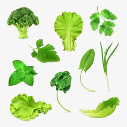 用菜葉發(fā)酵營(yíng)養(yǎng)液養(yǎng)花,有意想不到的效果