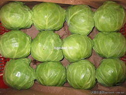 中國(guó)蔬菜網(wǎng) -歡迎加入中國(guó)蔬菜網(wǎng)!