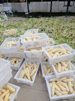 【幫第一書(shū)記支招】羅志全:玉米收了腰包鼓了,甜瓜熟了群眾笑了