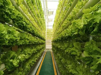 從田間地頭到餐桌前沿 蘭陵菜博會架起蔬菜新品種與魯菜預(yù)制菜的滬魯之橋